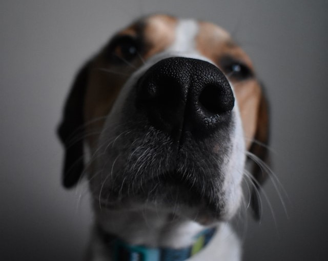 5-cosas-que-no-sabes-de-los-perros