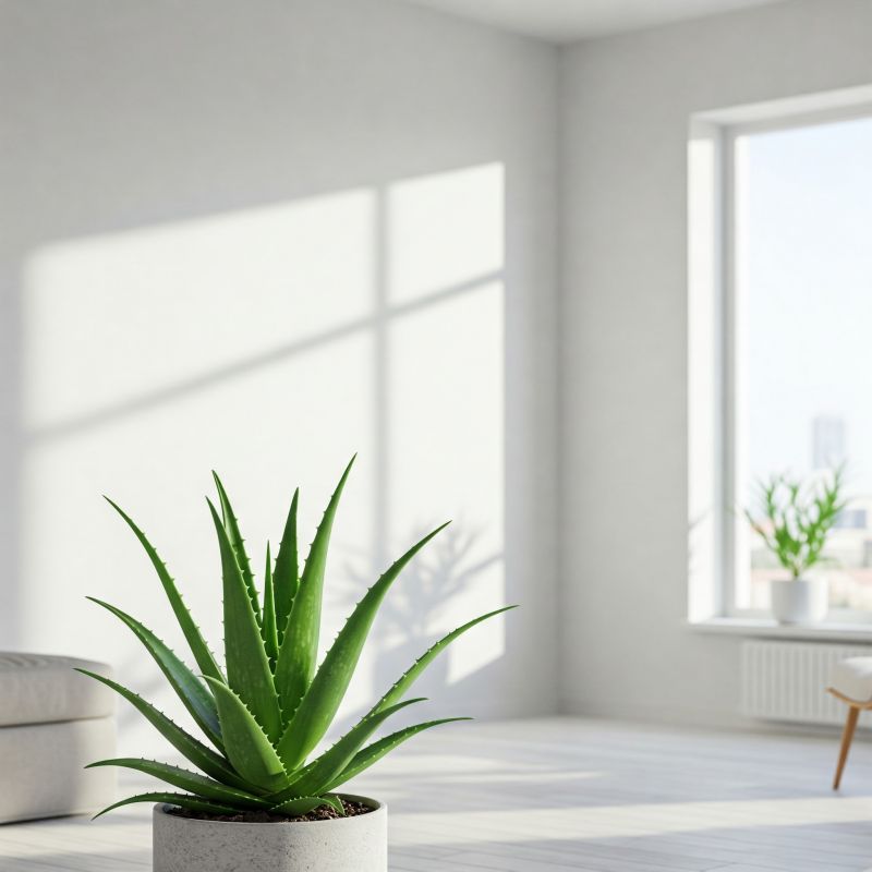 5-plantas-sper-fciles-de-cuidar